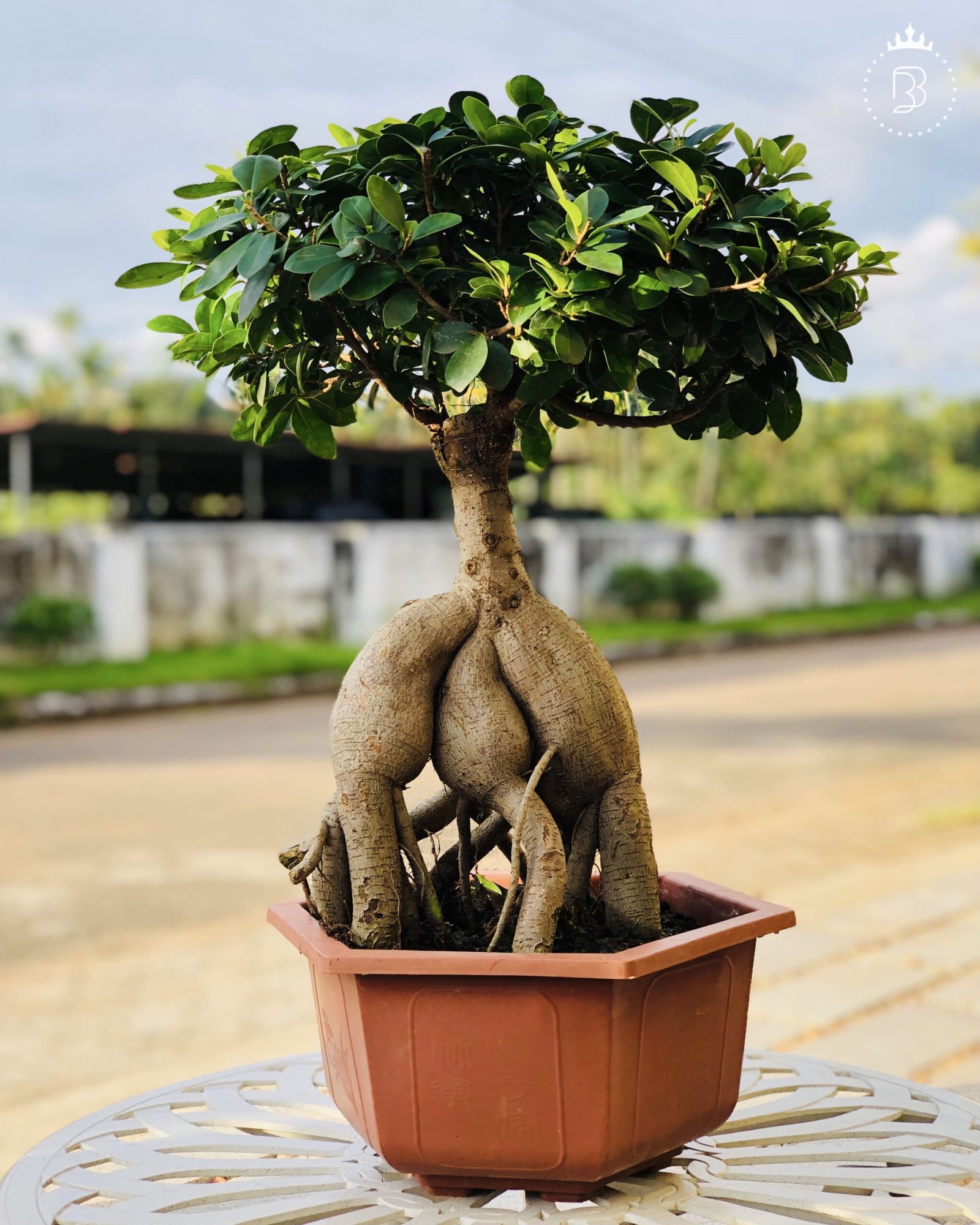 Bonsai Ficus