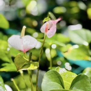 the bb garden, basheer bashi garden, plant nursery in Kochi