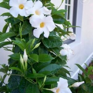 the bb garden, basheer bashi garden, plant nursery in Kochi