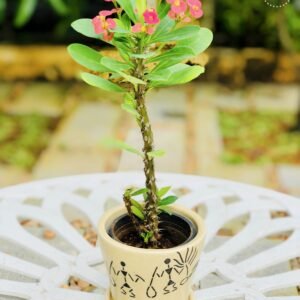 the bb garden, basheer bashi garden, plant nursery in Kochi