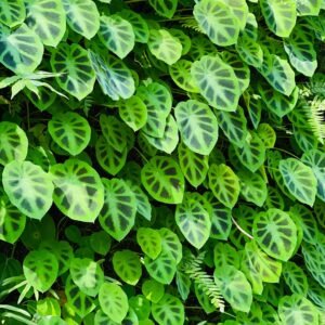 the bb garden, basheer bashi garden, plant nursery in Kochi