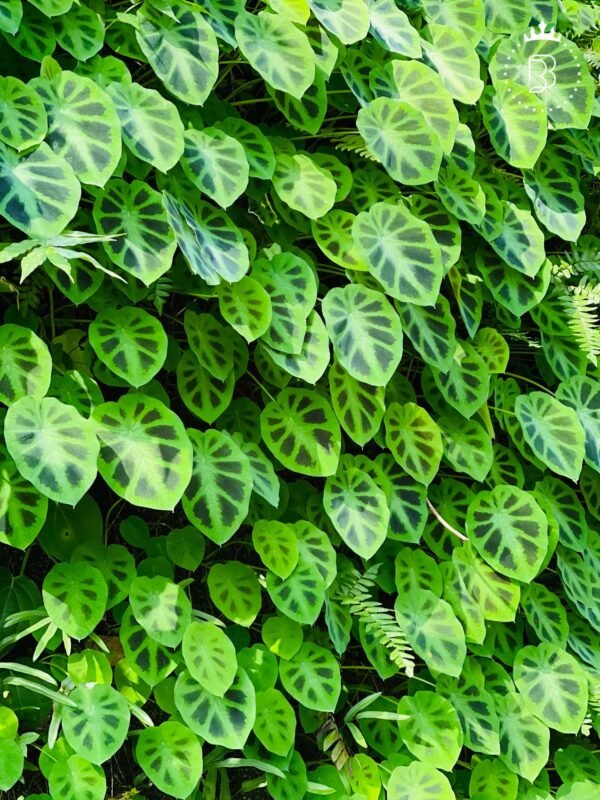 the bb garden, basheer bashi garden, plant nursery in Kochi