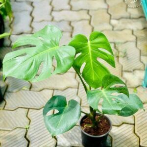 the bb garden, basheer bashi garden, plant nursery in Kochi