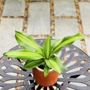 the bb garden, basheer bashi garden, plant nursery in Kochi