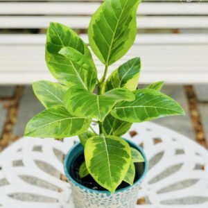 the bb garden, basheer bashi garden, plant nursery in Kochi