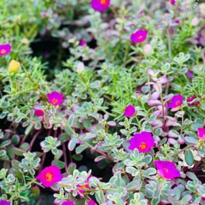 the bb garden, basheer bashi garden, plant nursery in Kochi