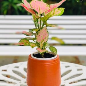 the bb garden, basheer bashi garden, plant nursery in Kochi