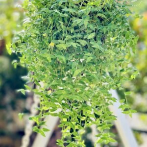 the bb garden, basheer bashi garden, plant nursery in Kochi