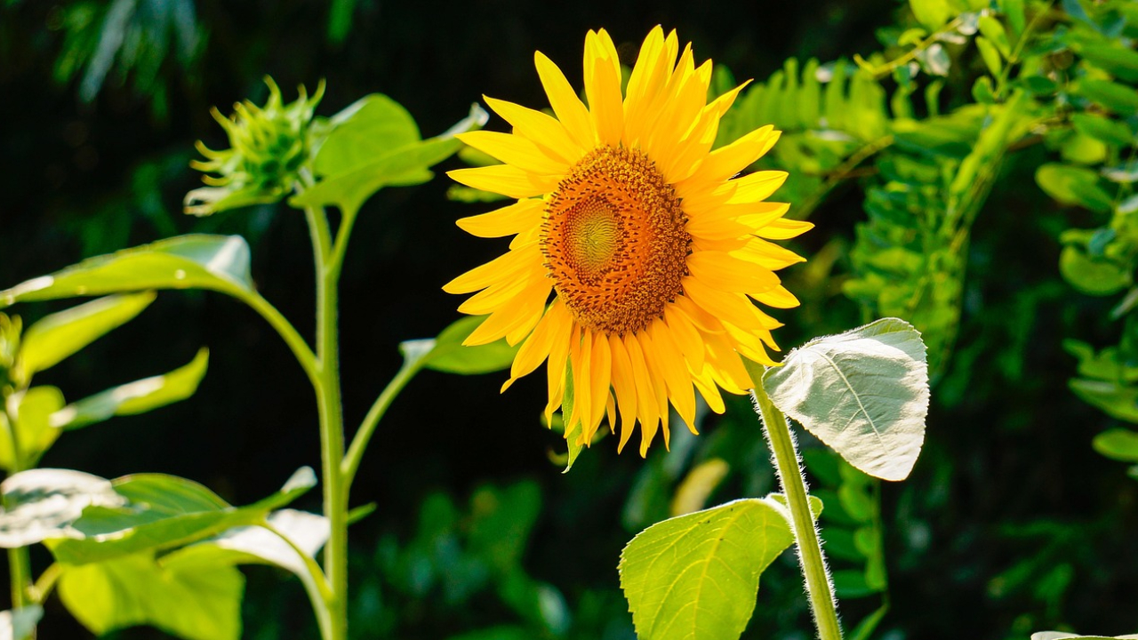 Best Companion Plants for Sunflowers – Expert Tips for Healthy, Sustainable Gardens