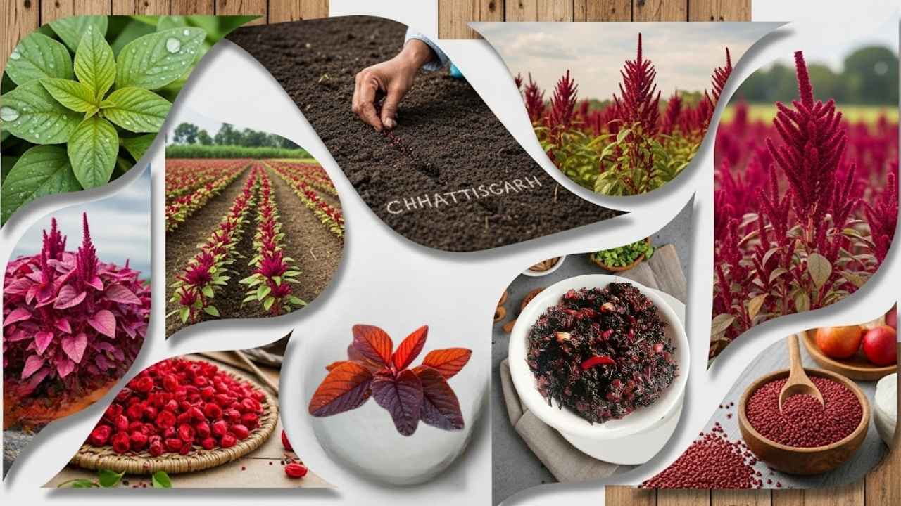 Red Amaranth: Growing, Cooking, and Choosing the Best Varieties for Your Garden