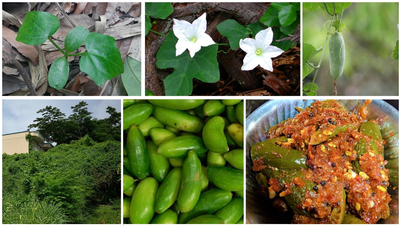 How to Grow Ivy Gourd (Coccinia Grandis): Complete Guide to Tindora, Kundru, Dondakaya & Scarlet Gourd Varieties