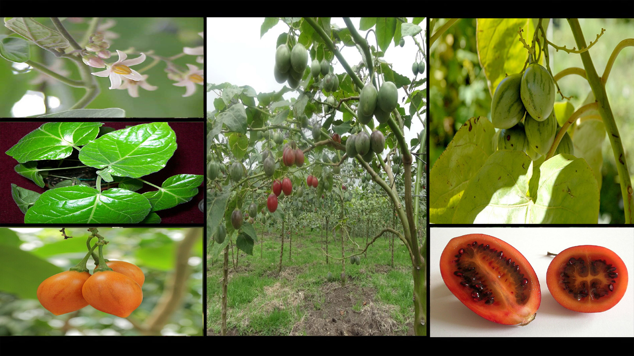 How to Grow Tamarillo (Tree Tomato) from Seed in Pots or Garden: Complete Guide to Tamarillo Fruit, Tree Care, and Varieties