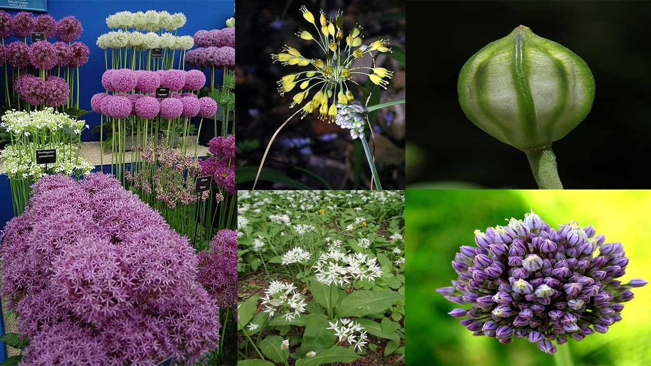 Allium Growing Guide: Easy Planting, Care & Bloom Secrets