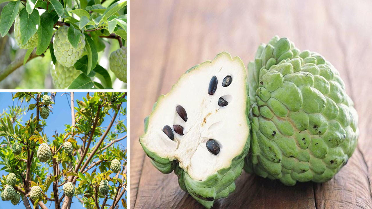 Cherimoya Growing Guide: How to Plant, Care, and Harvest Custard Apple Successfully