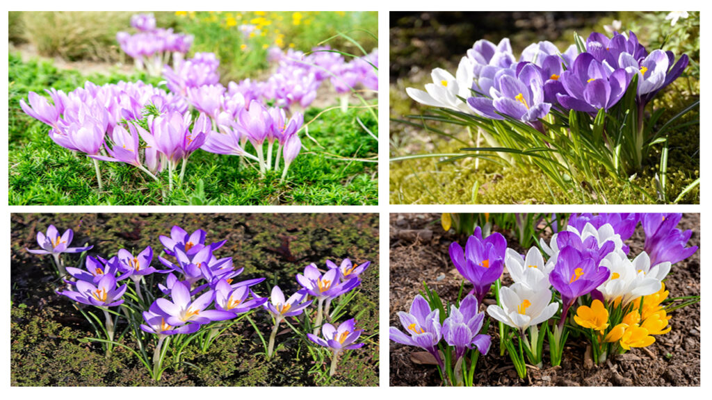 Crocus Flower Growing Guide: Easy Planting, Care Tips & Stunning Spring Blooms
