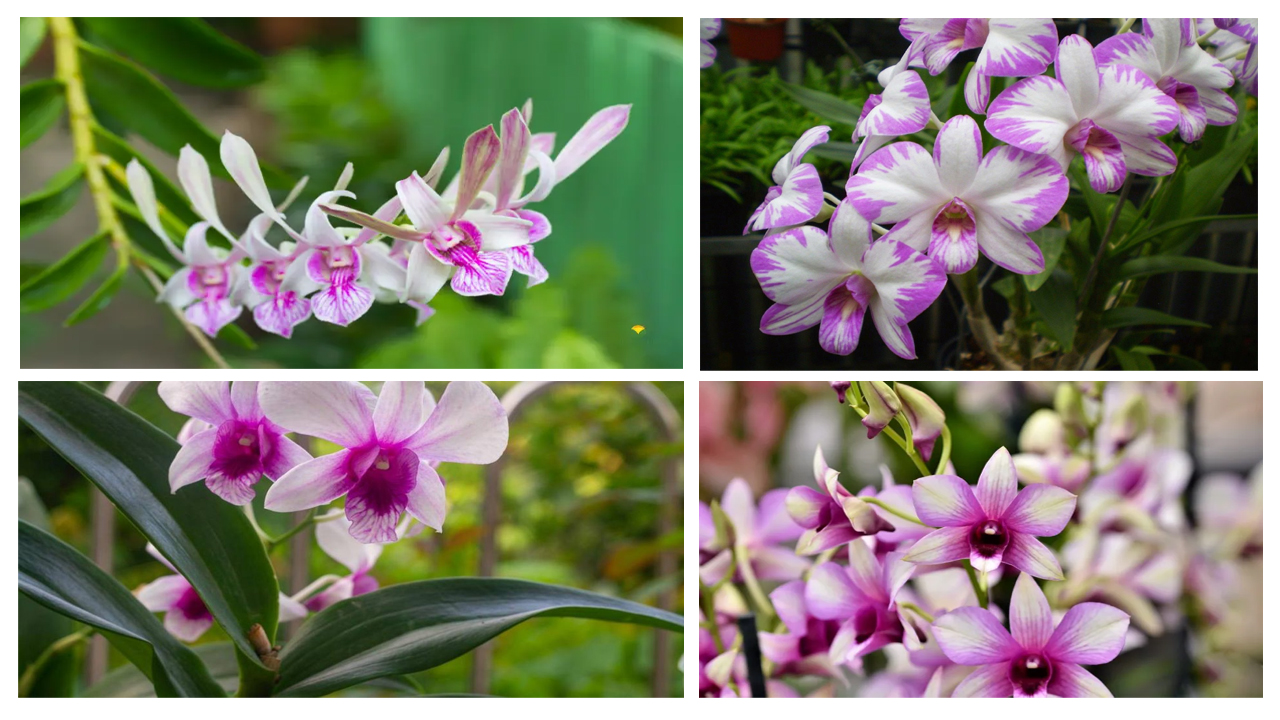 Dendrobium Orchid Growing Guide: Easy Planting, Care Tips & Long-Lasting Blooms