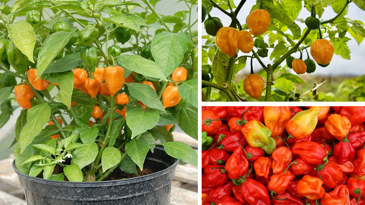 Growing Habaneros: Step‑by‑Step Guide to Planting, Caring, and Harvesting Hot Chili Peppers
