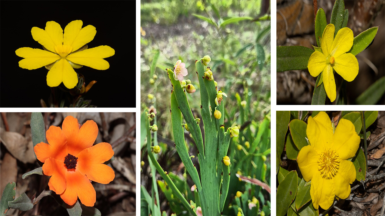 Hibbertia Plant Growing Guide: How to Cultivate, Care, and Propagate Successfully