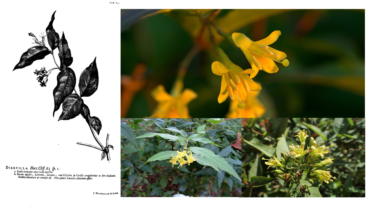 How to Grow and Care for Diervilla (Bush Honeysuckle): Complete Guide to Planting, Varieties & Maintenance