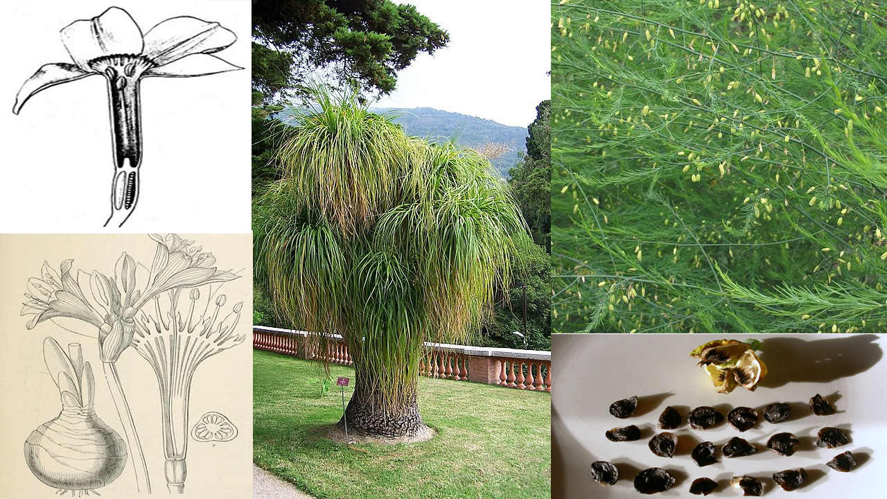 How to Grow Asparagales: Complete Guide to Care, Propagation, and Flowering Success