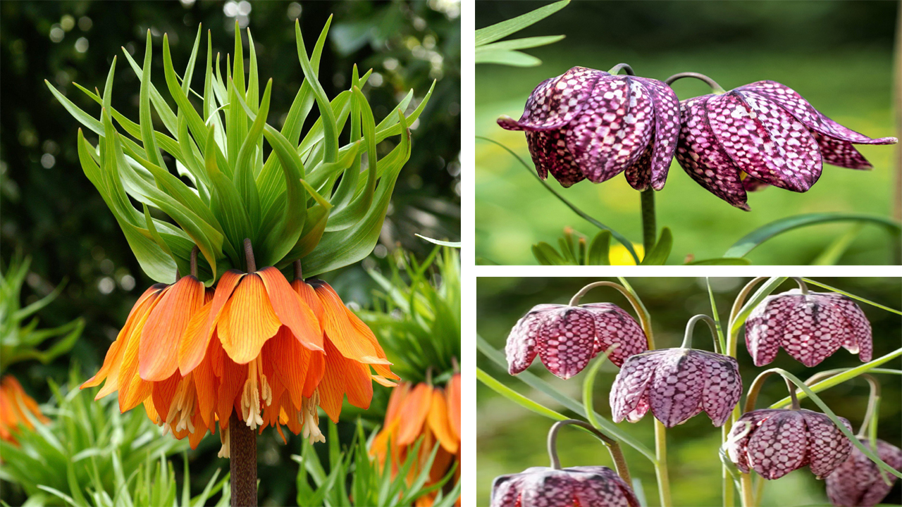 How to Grow Fritillaria Bulbs: Easy Planting Tips, Care Guide & Stunning Spring Blooms