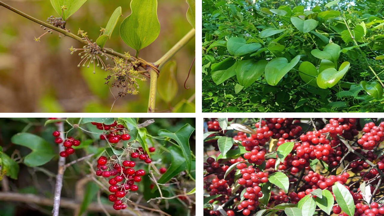 How to Grow Greenbriers: Planting, Care Tips & Guide to Thriving Vines