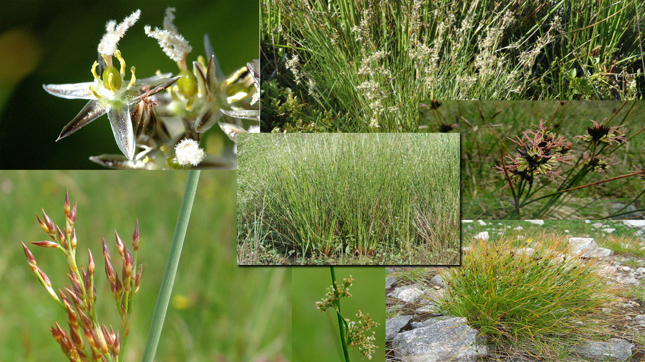 How to Grow Juncus Plants: Complete Care, Planting, and Water Garden Guide