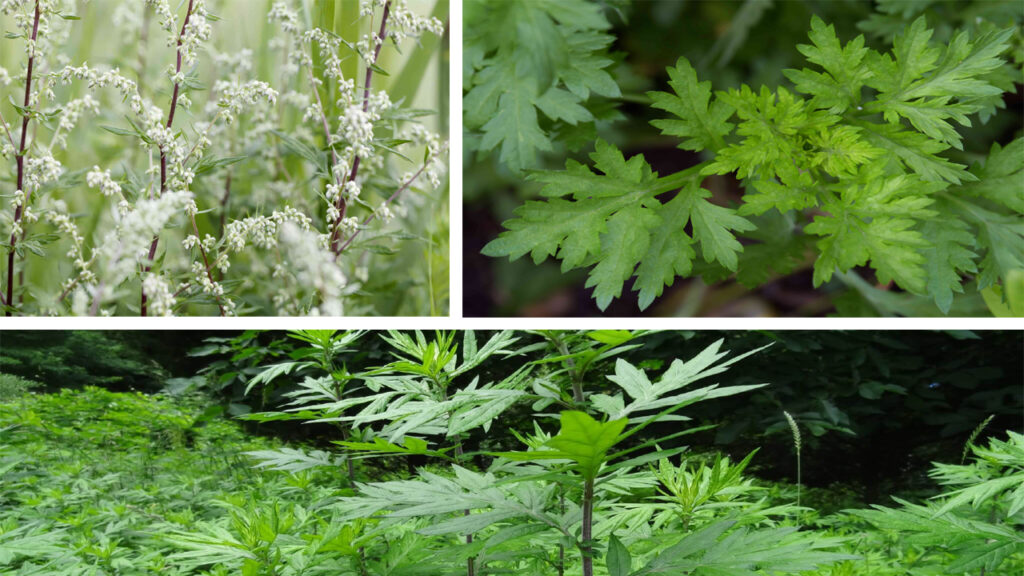 How to Grow Mugwort: Complete Planting, Care & Herbal Benefits Guide
