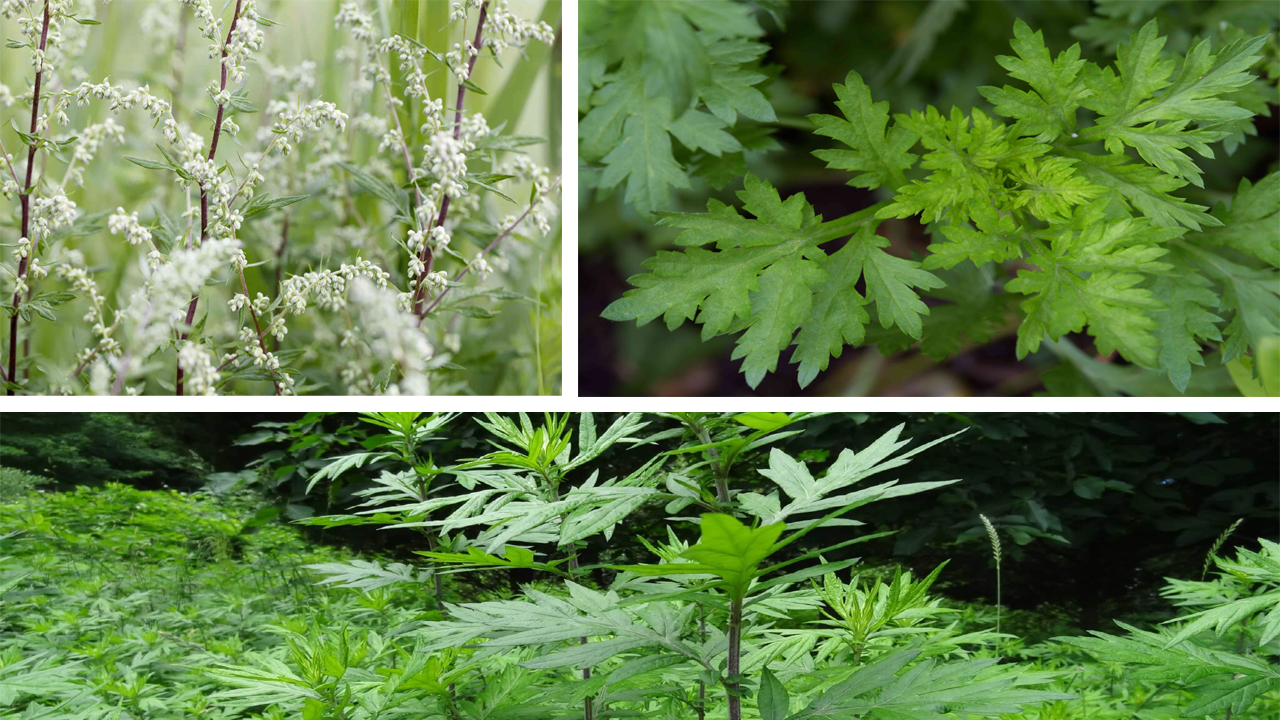 How to Grow Mugwort: Complete Planting, Care & Herbal Benefits Guide
