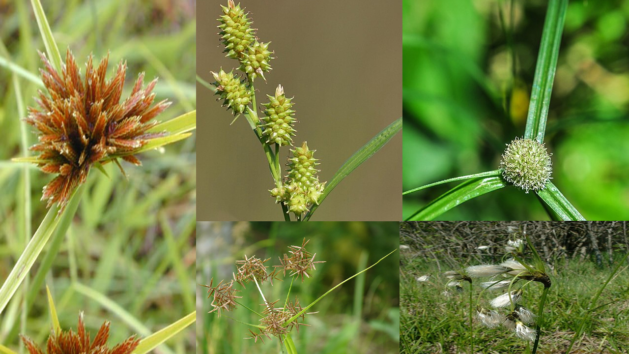 How to Grow Sedges: Complete Guide to Planting, Care, and Benefits for Gardeners