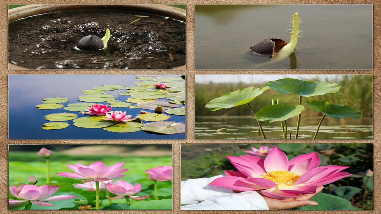 Lotus Growing Guide: How to Plant, Care, and Grow Sacred Lotus Successfully