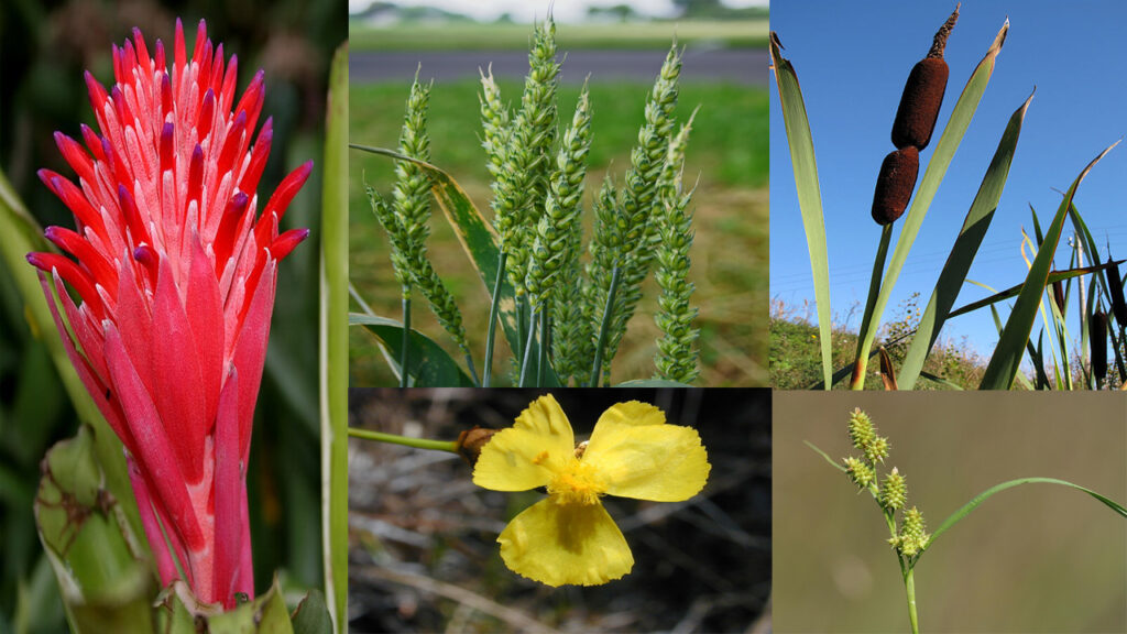 Poales Plant Growing Guide: How to Cultivate Grasses, Grains, Bamboo, and Bromeliads Successfully