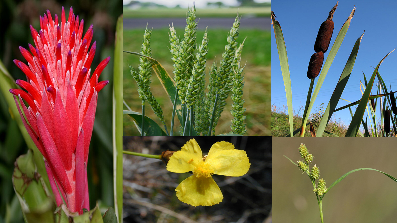 Poales Plant Growing Guide: How to Cultivate Grasses, Grains, Bamboo, and Bromeliads Successfully