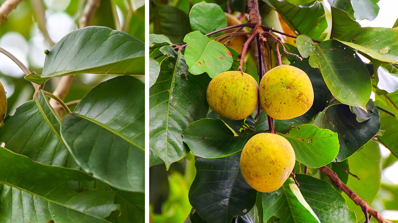 Santol Fruit Benefits, Nutrition, Uses, and Cultivation Guide for Health & Gardening