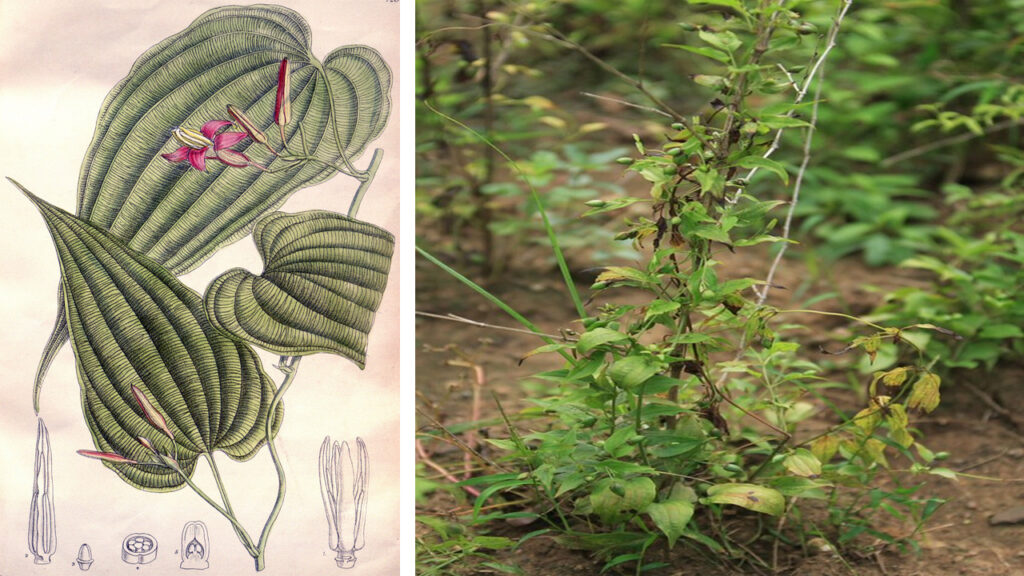 Stemona Plant Growing Guide: How to Cultivate, Care, and Harvest Successfully