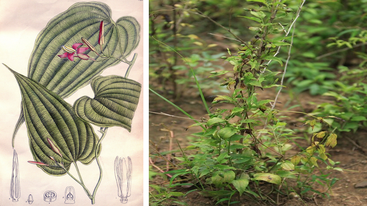 Stemona Plant Growing Guide: How to Cultivate, Care, and Harvest Successfully