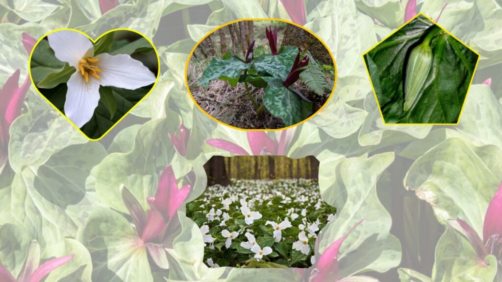 Birthroots Plant Care: How to Grow and Sustain Natural Wellness from the Ground Up