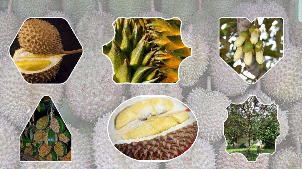 How to Grow Durian: Complete Guide to Planting, Caring, and Harvesting the King of Fruits