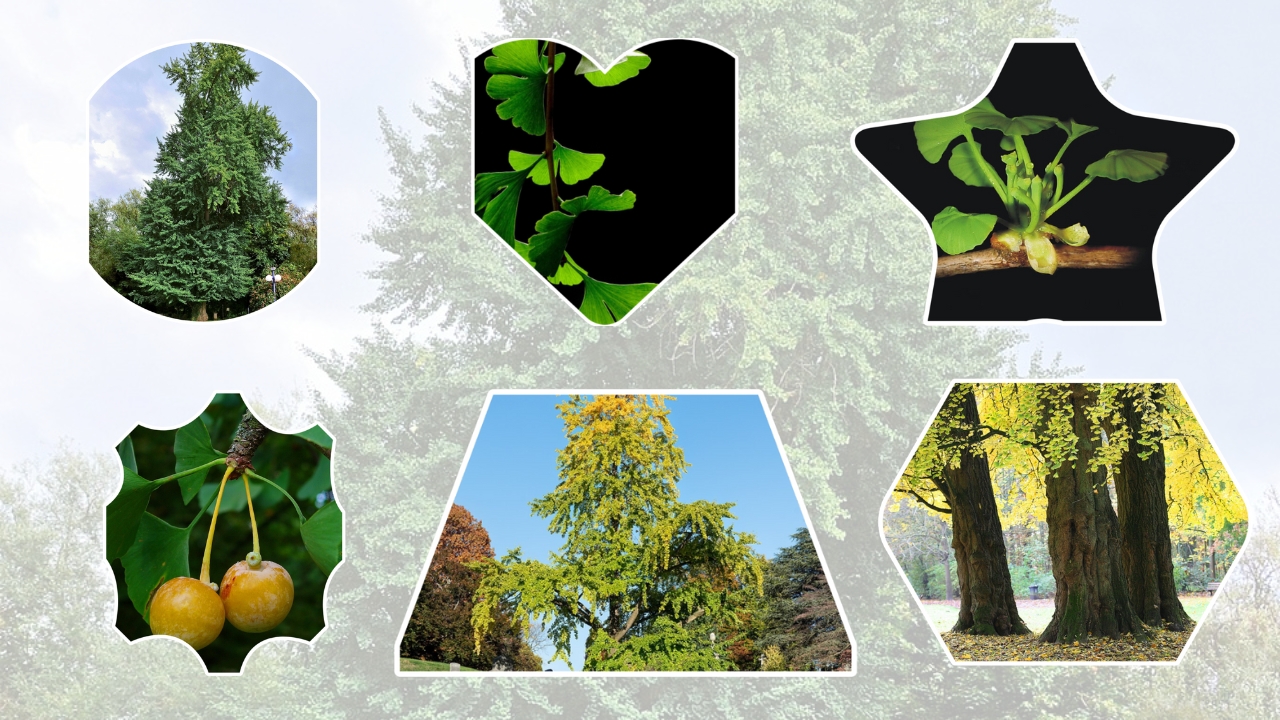 How to Grow Ginkgo Trees: Complete Guide to Planting, Care, and Maintenance