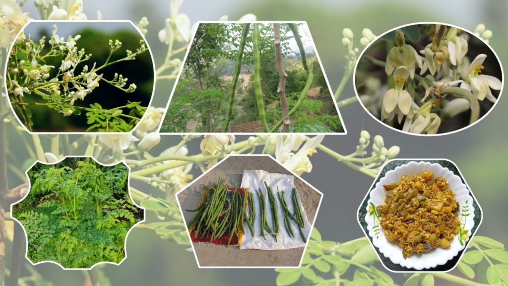 Moringa Plant Care: How to Grow, Nurture, and Harvest the Miracle Tree Naturally