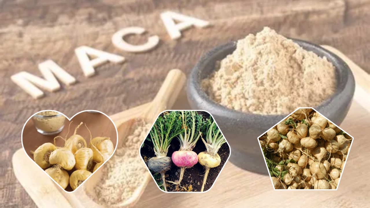 Rooted in Wellness: How to Grow Maca at Home and Unlock the Ancient Plant‑Based Superfood for Modern Vitality