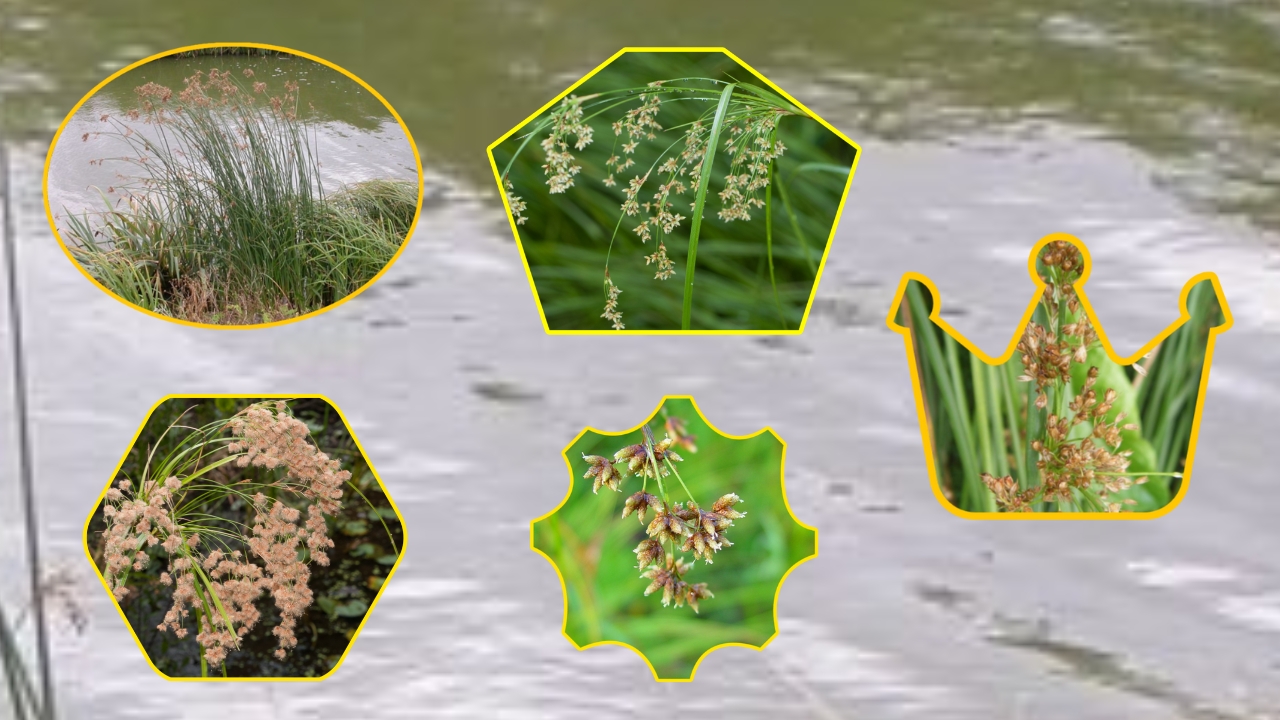 Scirpus Plant Growing Guide: How to Cultivate, Care, and Propagate Bulrush Successfully