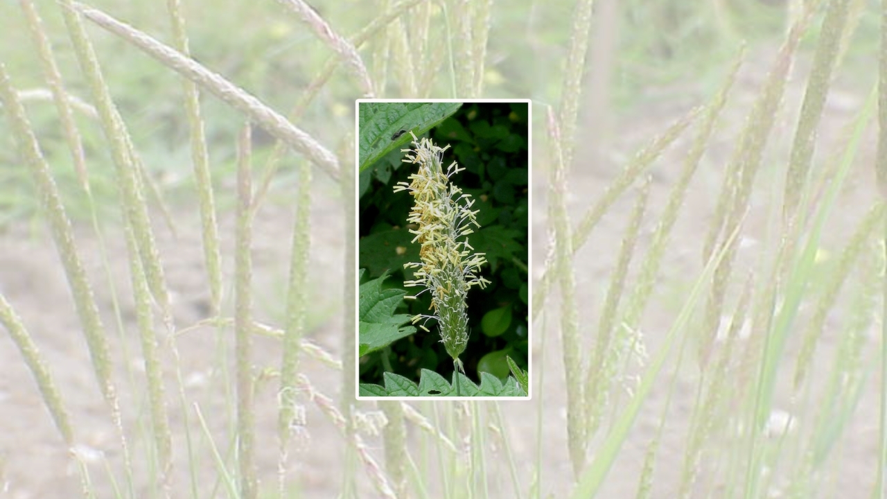 Alopecurus Grass Growing Guide: Planting, Care Tips, and Landscaping Benefits