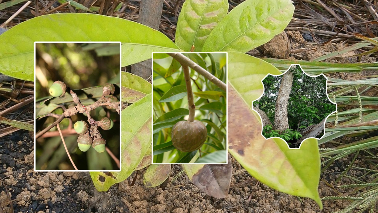 Aniba Plant Care Guide: How to Grow Aniba Successfully