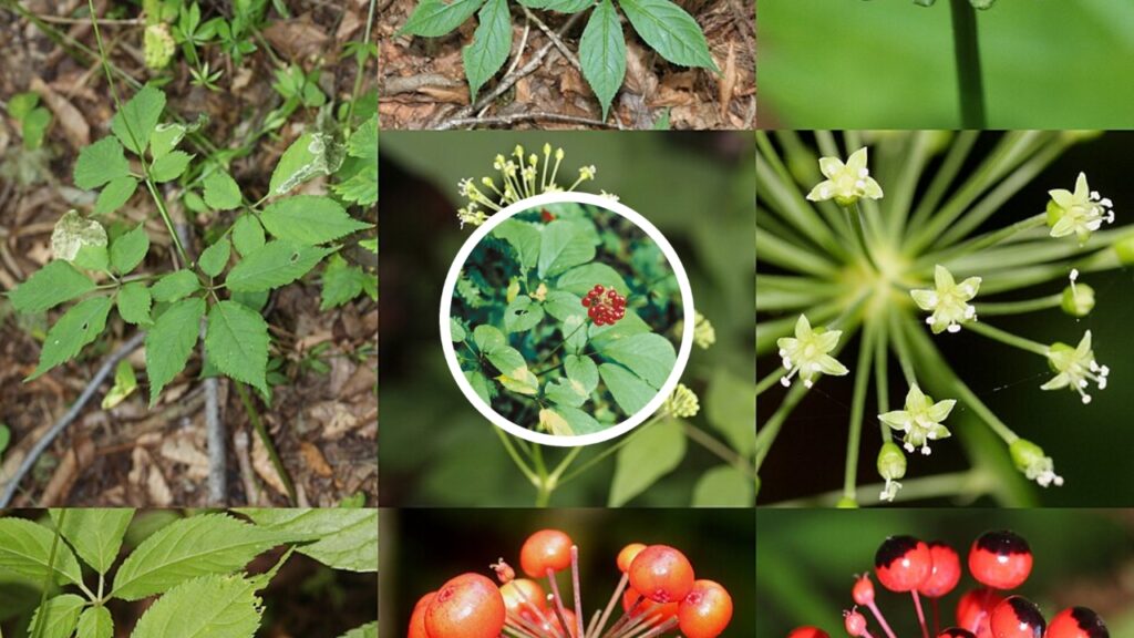 Ginseng How to Grow – Complete Beginner’s Guide to Cultivation, Care & Harvest