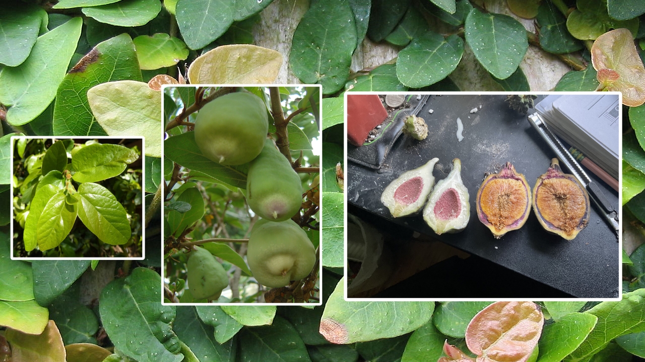 Growing Setaria pumila: Complete Care and Maintenance Guide