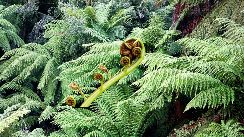 How to Grow Cyatheales Ferns: Care, Soil, and Propagation Guide