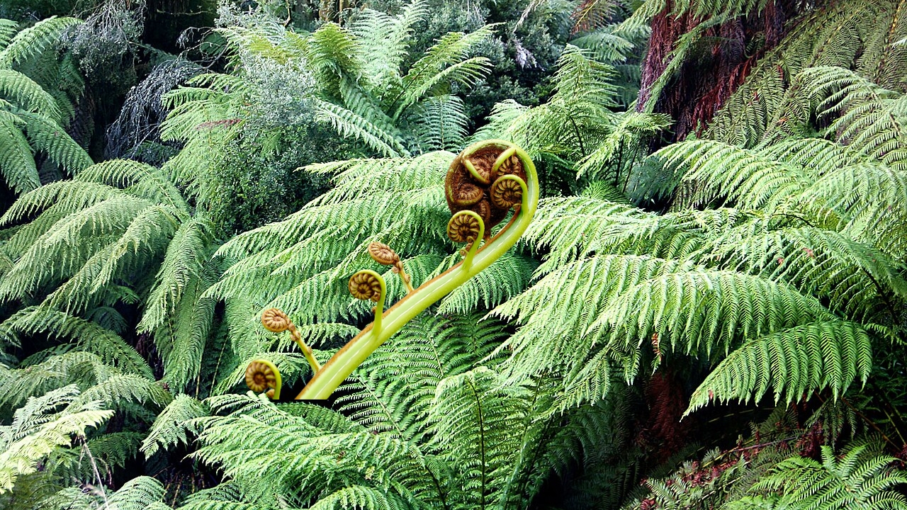 How to Grow Cyatheales Ferns: Care, Soil, and Propagation Guide