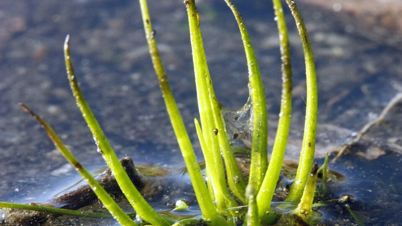 How to Grow Lycophytes: Complete Guide to Care, Propagation, and Habitat Tips