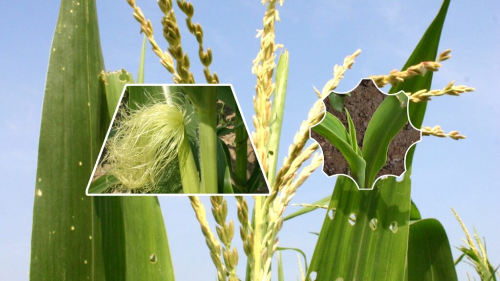 How to Grow Maize: Step‑by‑Step Guide for Healthy Corn Farming